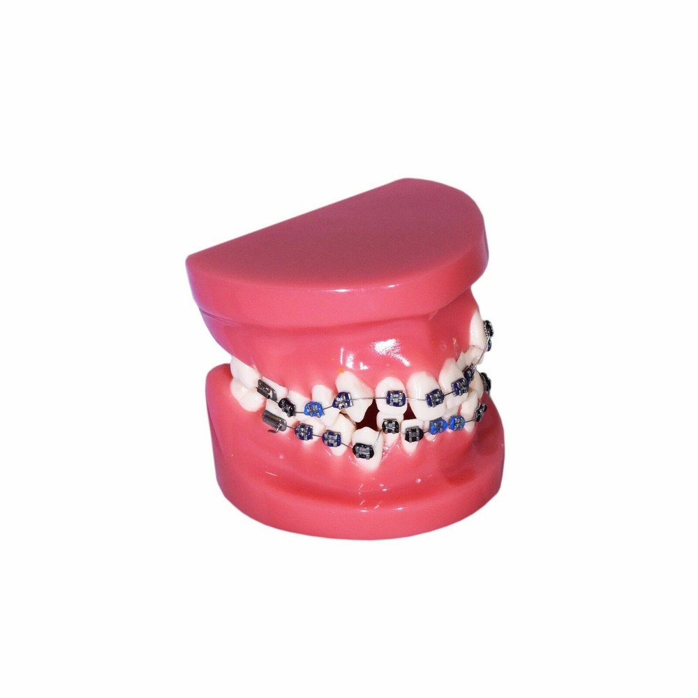Redland B4-01 Dental Demonstration Teeth Educational Model