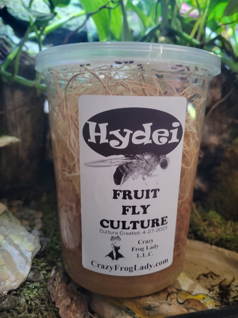 Golden Hydei Fruit Fly Cultures 2 Pack+ 2 Pack of Hydei Total of 4 CULTURES