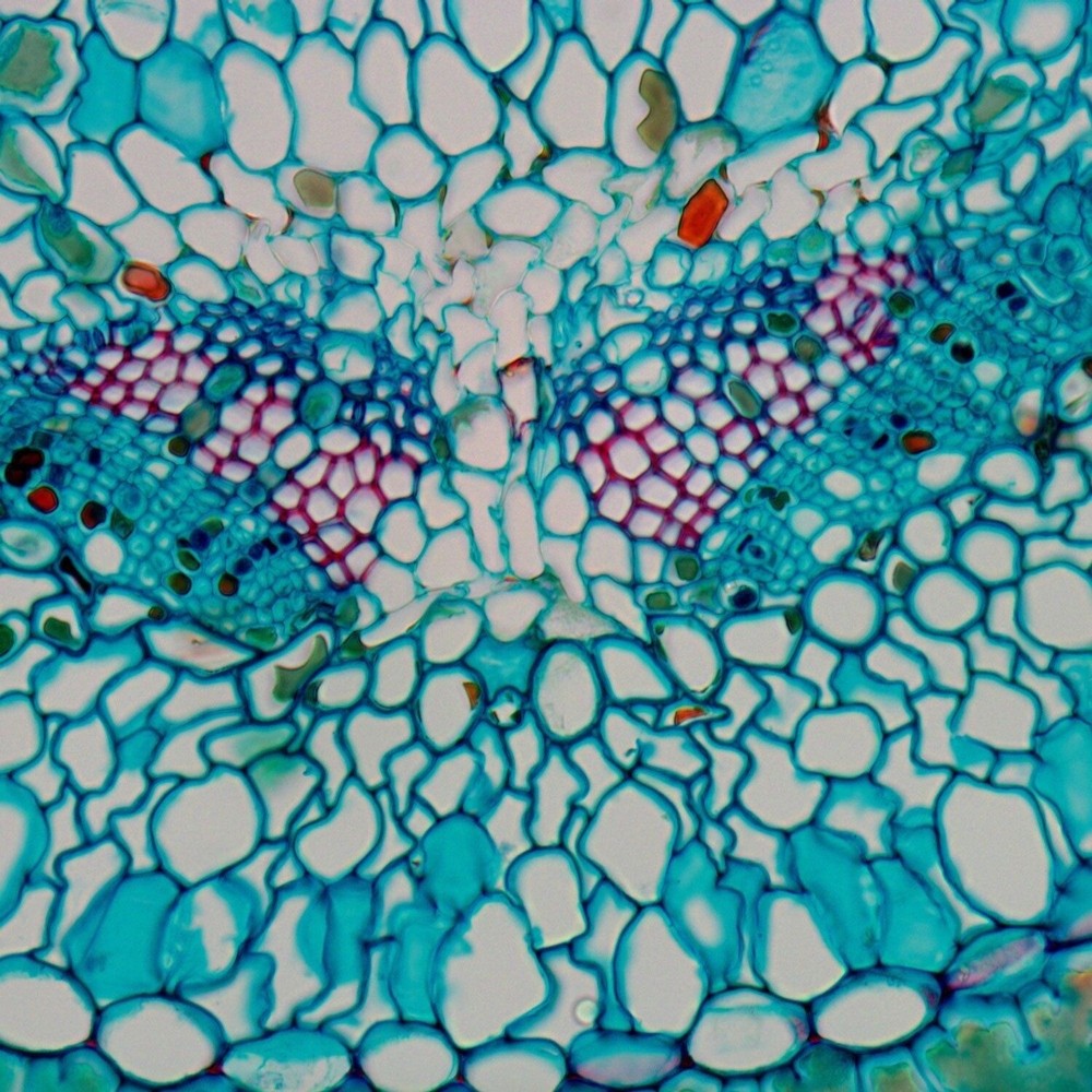 AmScope 5MP USB CCD Camera for Low-Light Applications