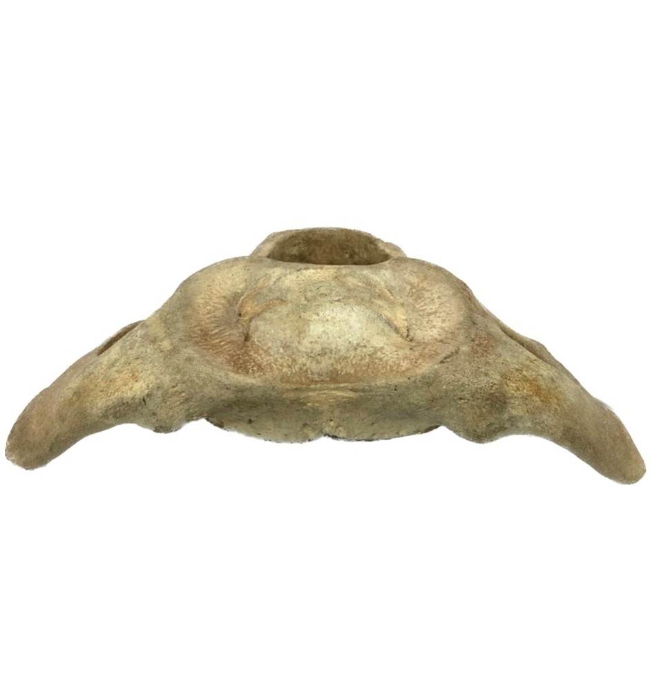 Very Large Whale Vertebrae #11