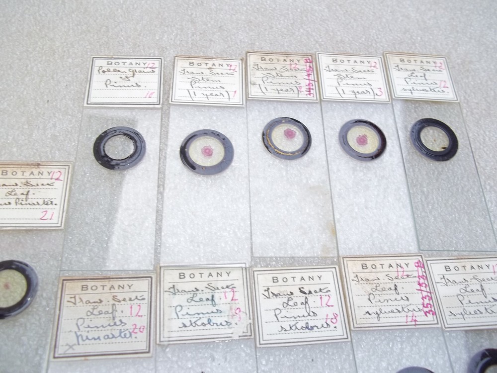 Vintage Glass Microscope Slides -