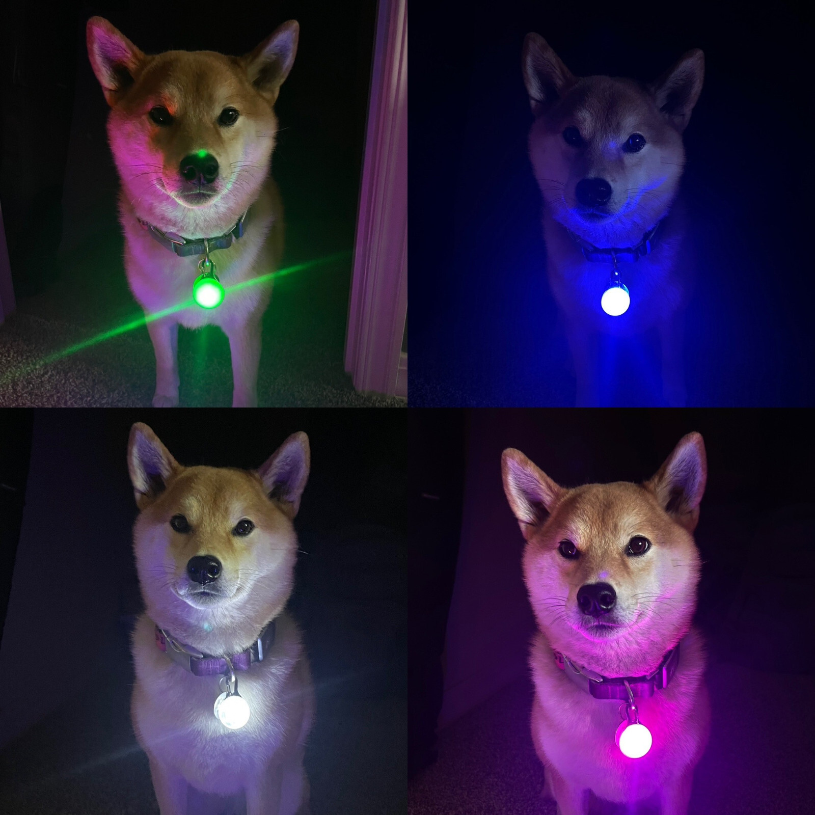 Rechargeable Dog Cat Collar Lights LED Clip on Light Veteran Owned