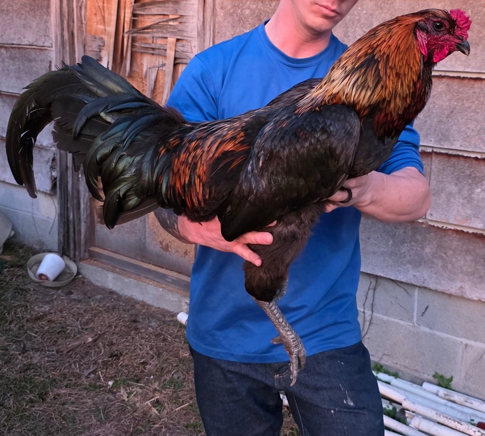 Brugse Vechter 100% PURE Hatching Eggs 12+ Hatching