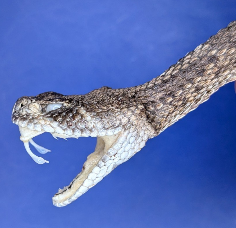 Western Rattlesnake Head with Open Mouth and Fangs Collectible Display Taxidermy