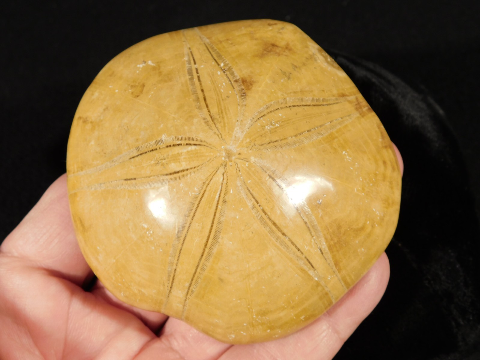 Big! Polished 150 Million Year Old! SAND DOLLAR Fossil Madagascar 197gr