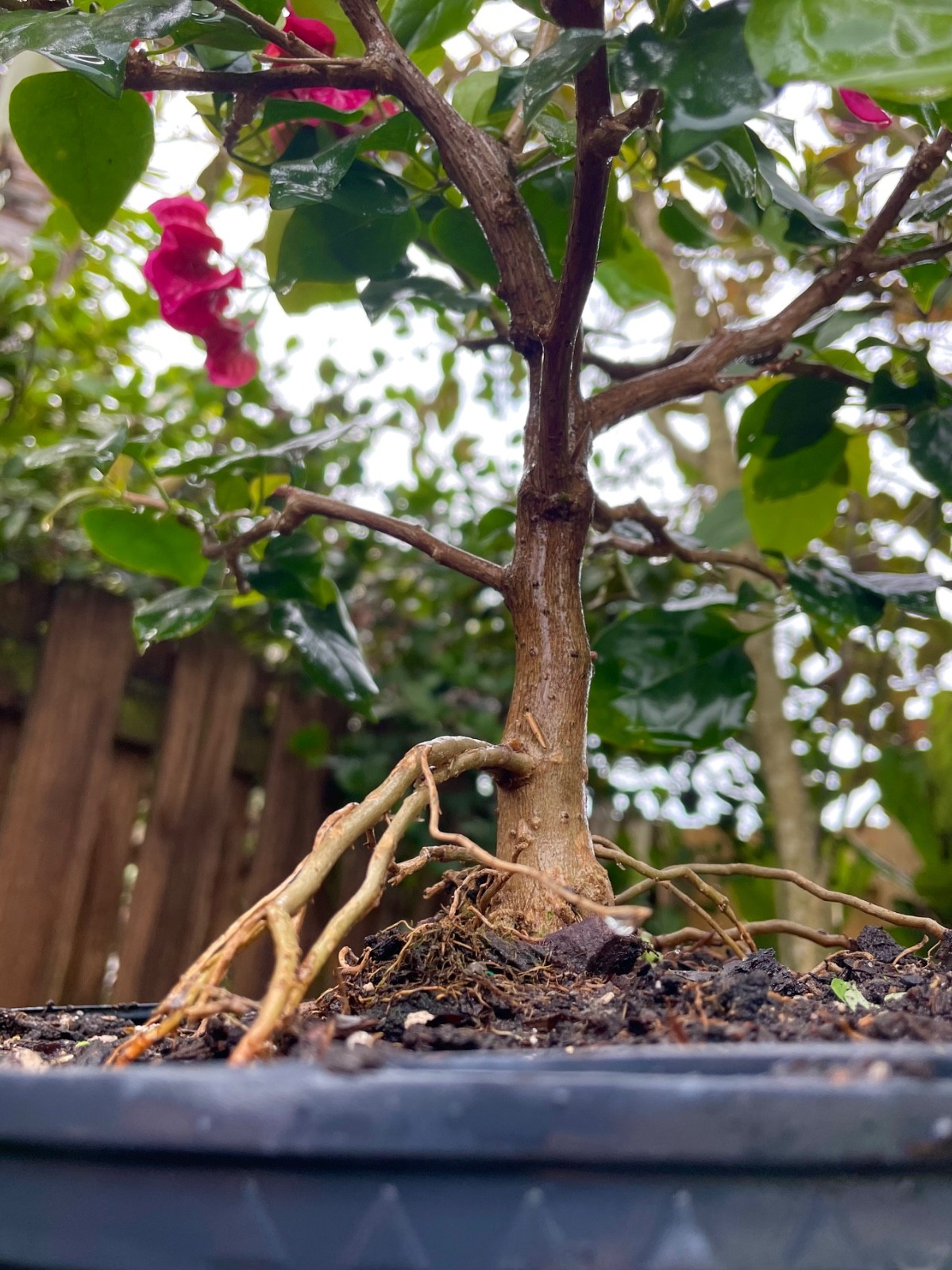 Bonsai Style Pre-bonsai Fuchsia Bougainvillea Tree 6 years