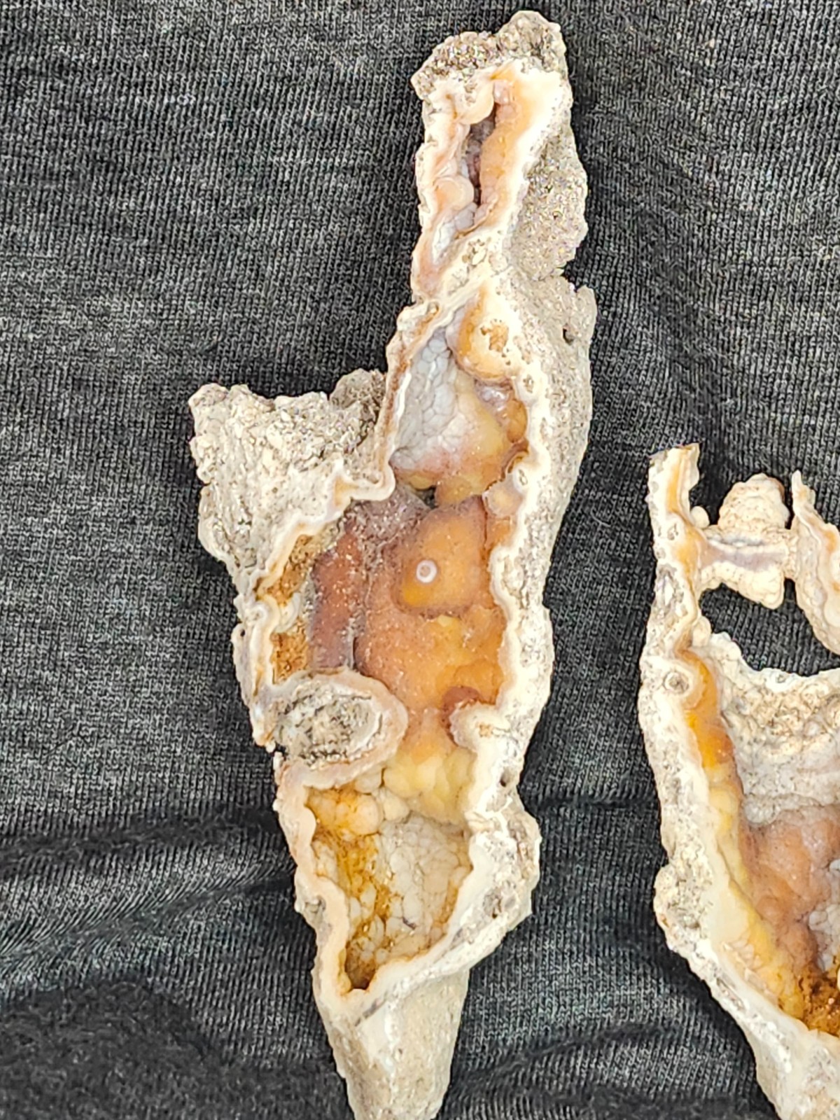 Florida Agatized Coral Fossil Pair, unpolished Chalcedony Fluorescent!