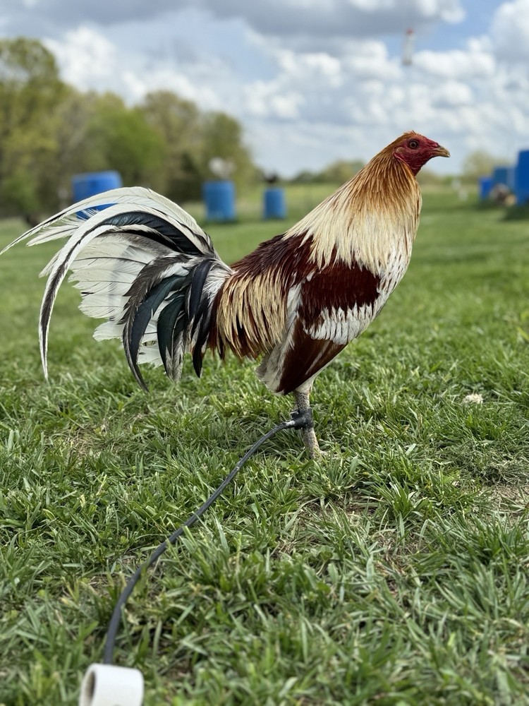 12+ Chicken Hatching Eggs