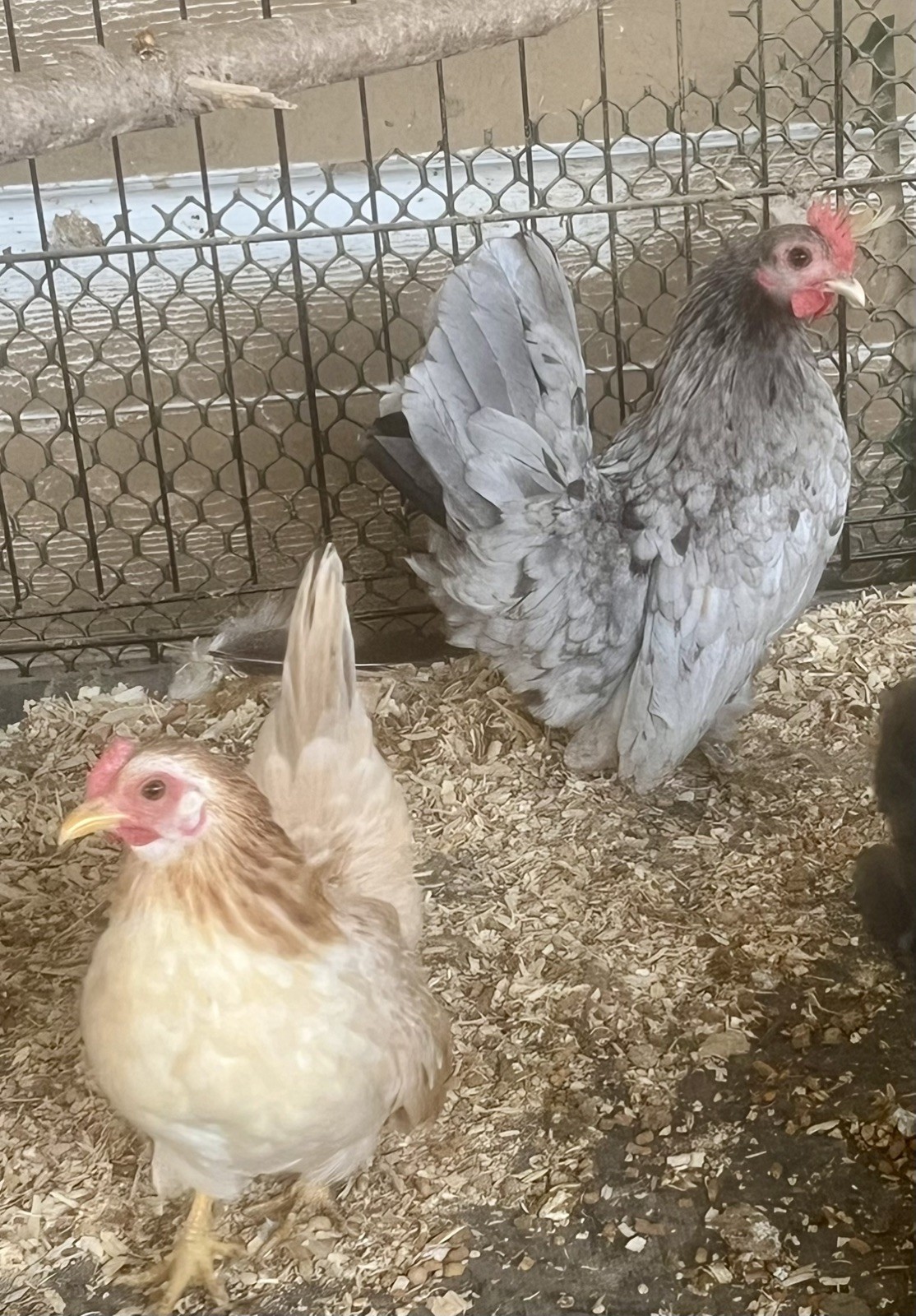 Small/Micro SERAMA Eggs One dozen Eggs