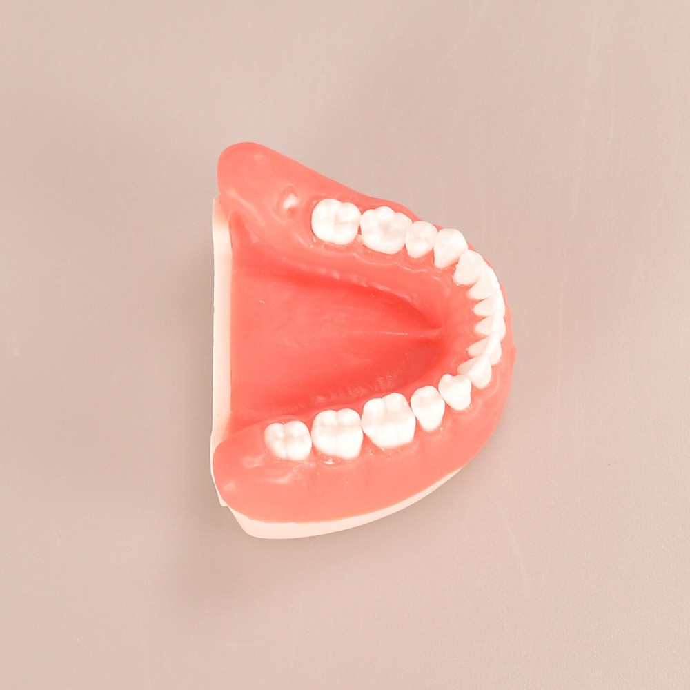 Maxillary+mandibular Tooth Extraction Practice Model Dental Typodont Teeth