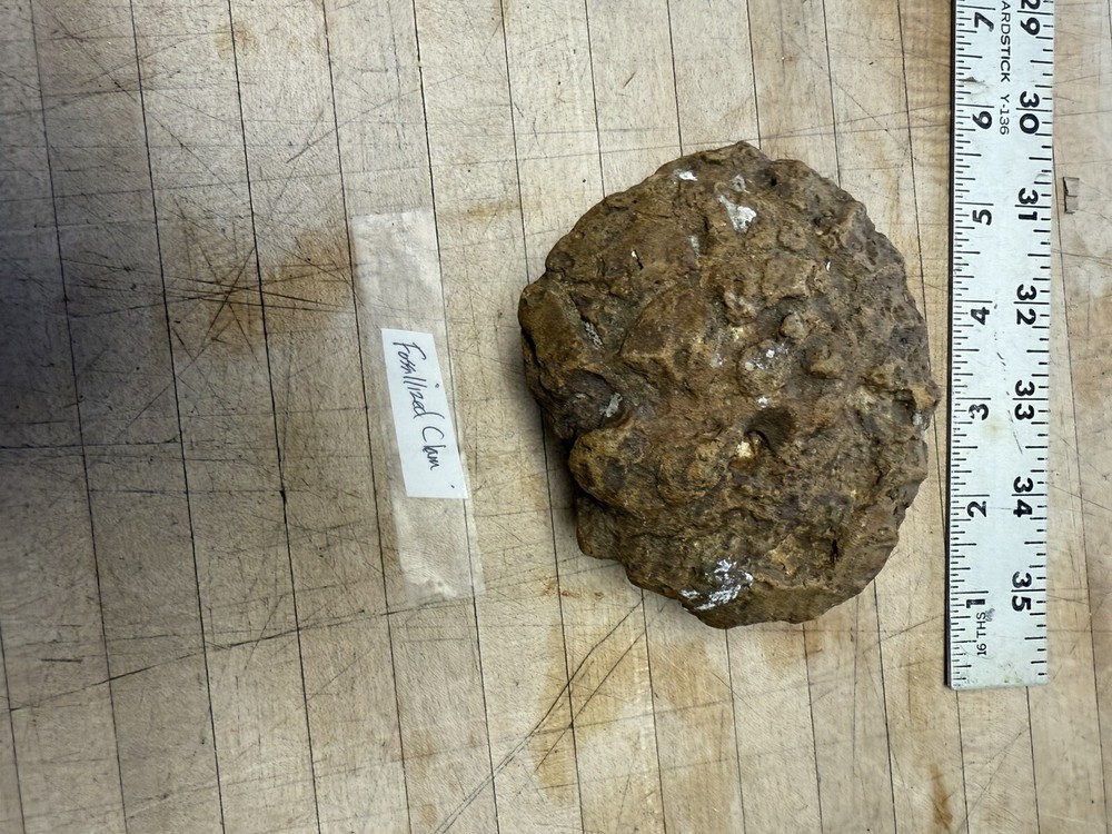 Clam/ Fossil