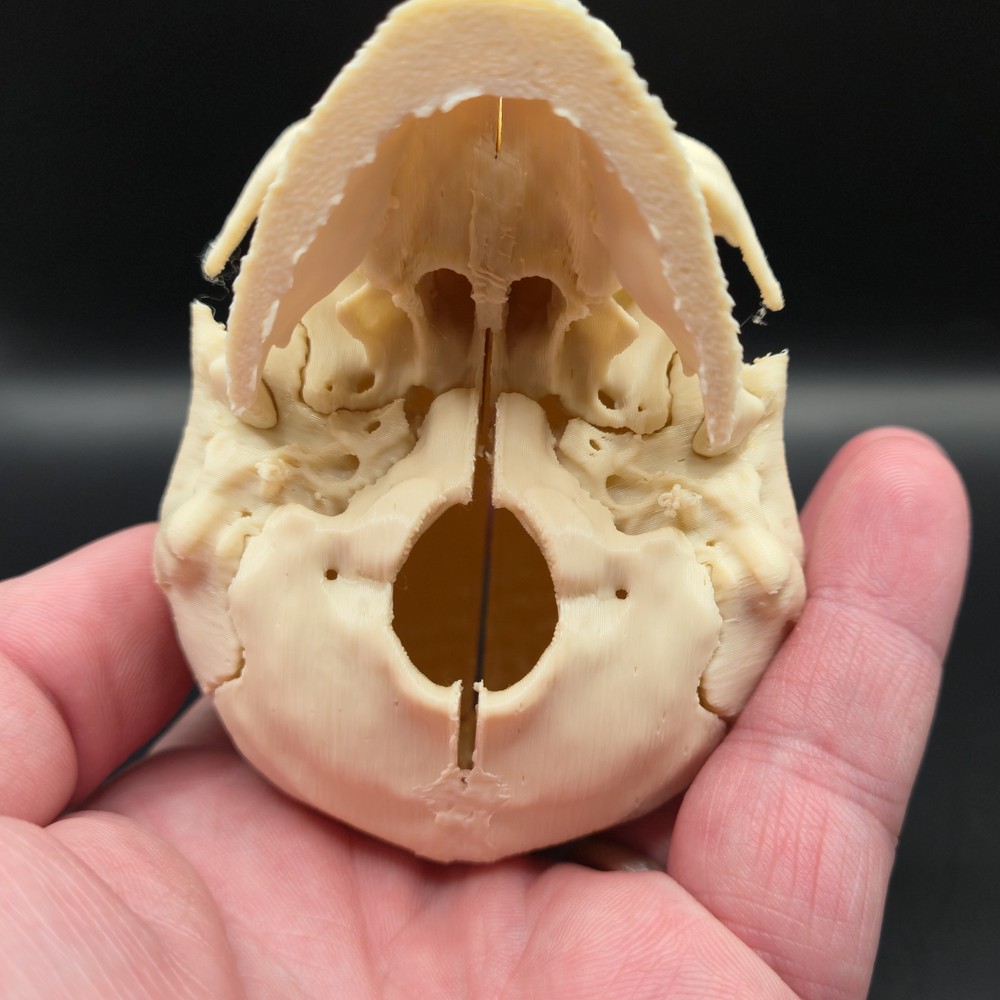 Tiny Human replica mini Skull 3D Print anatomically correct Gag gift 3"