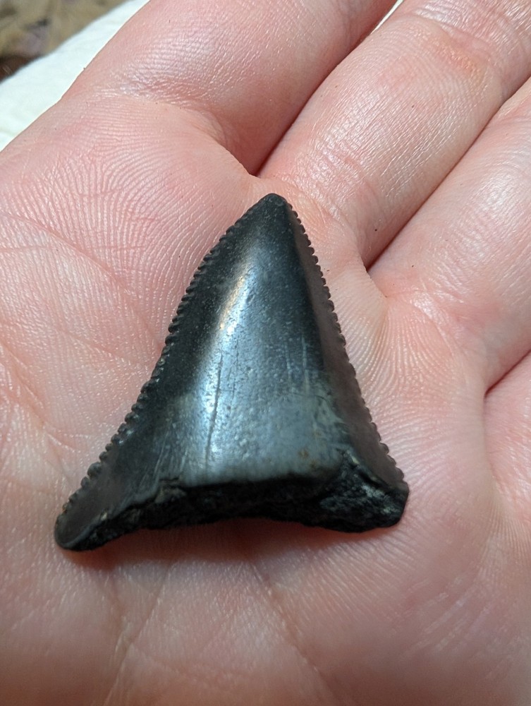 Petrified Fossil Shark Tooth