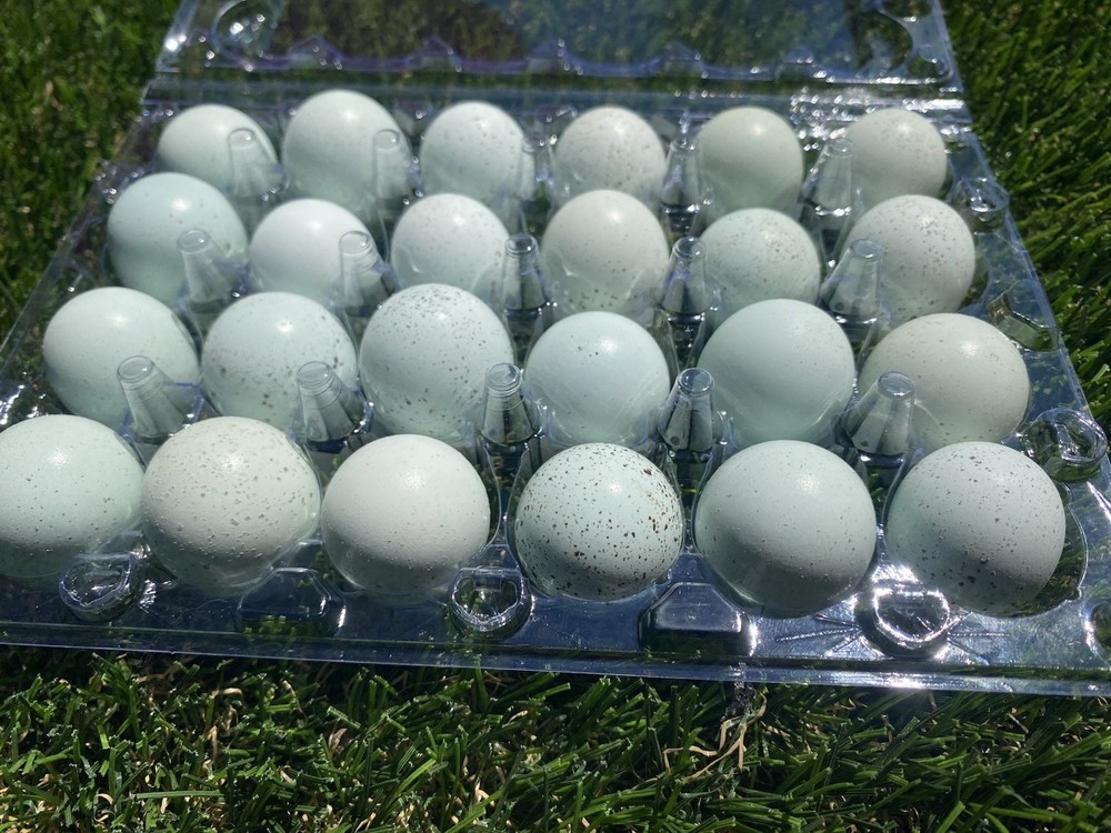 18 Celadon Coturnix Quail Hatching Eggs - Blue Egg Layers