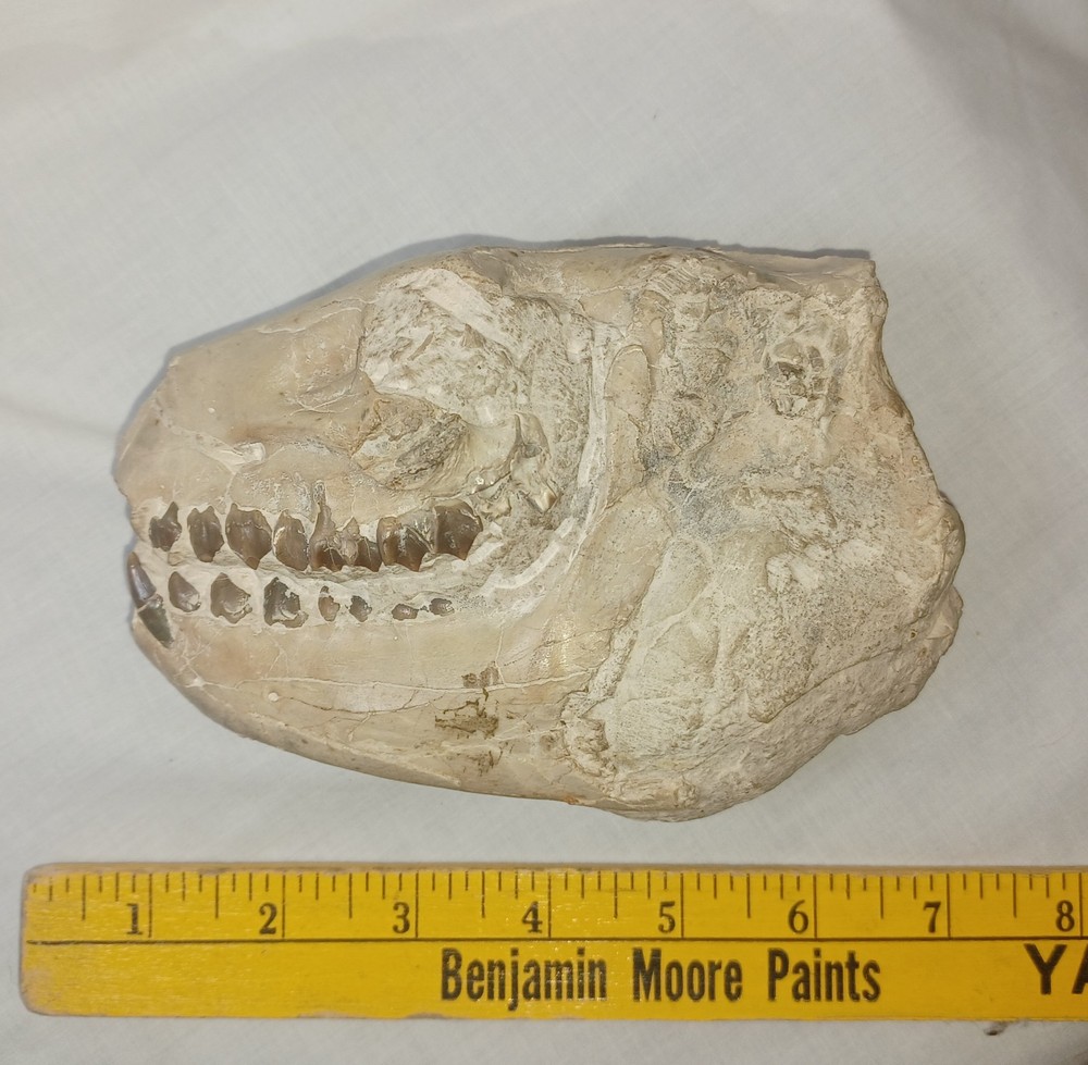 Fossilized Oreodont Skull Museum Quality Excellent Condition