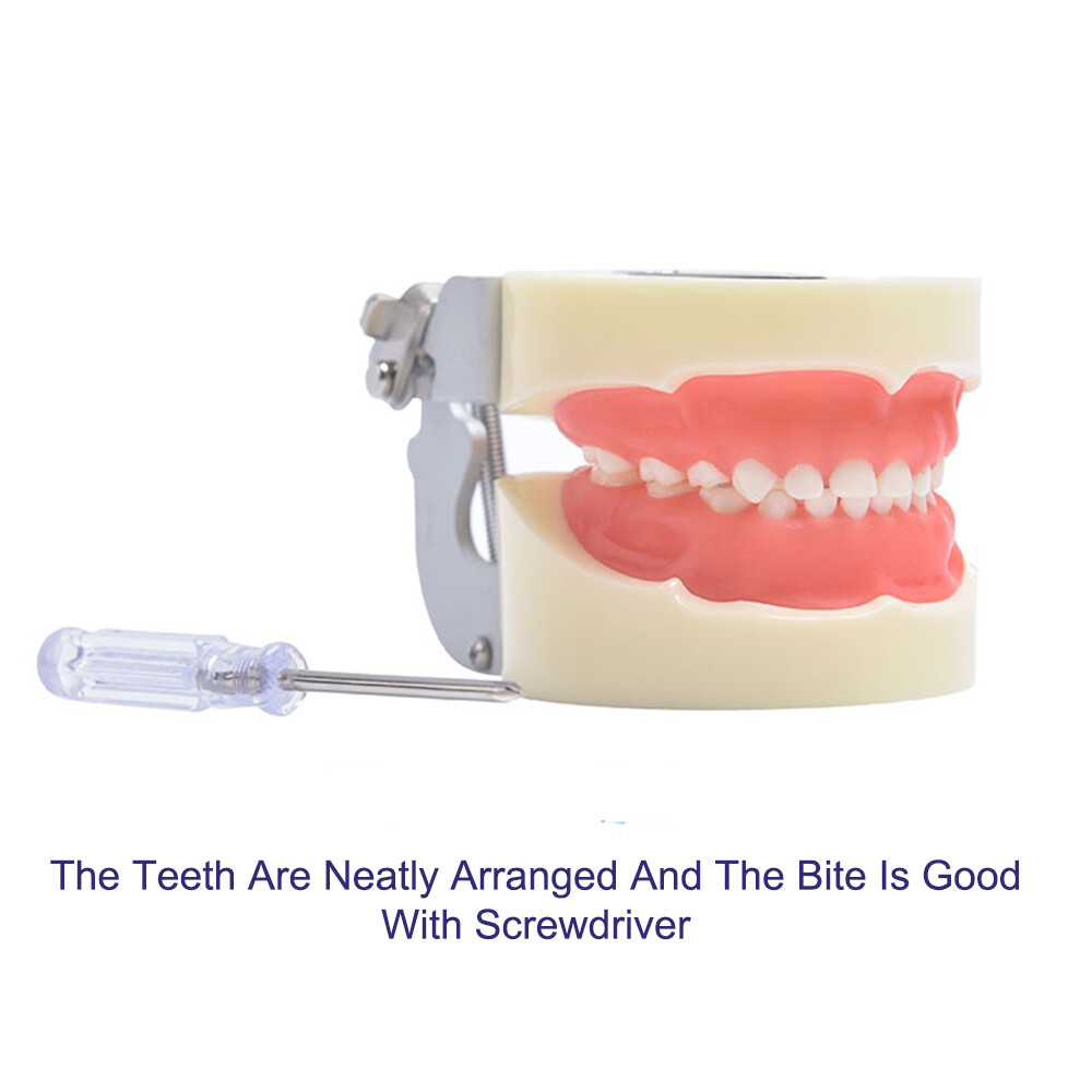 Children 24 Teeth Removable Deciduous Tooth Preparation Teacthing Dental Models