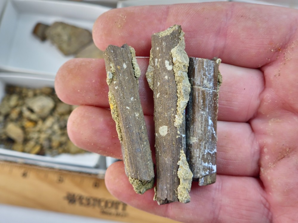Lance Formation Dinosaur Bone Projects - Tendons, Ribs, Etc. - Weston Co., WY