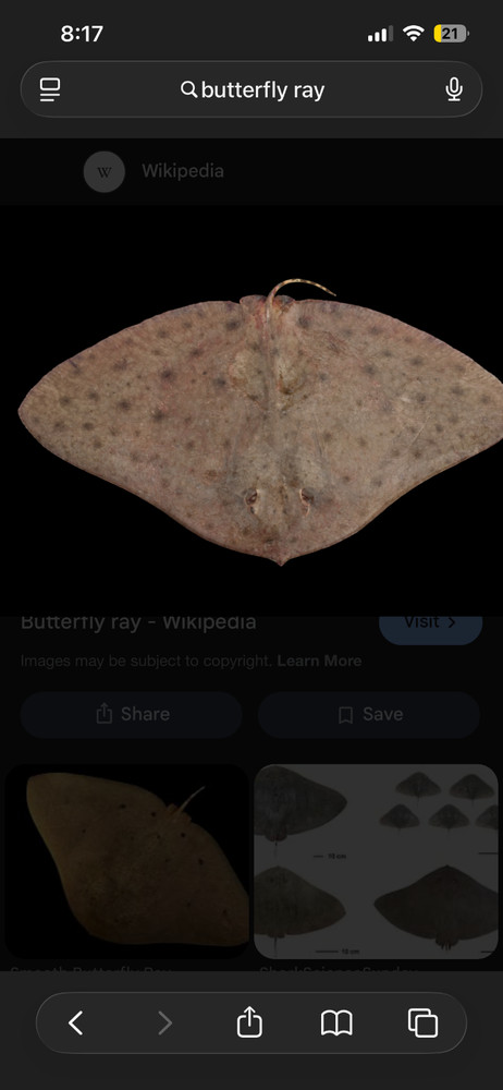 butterfly ray