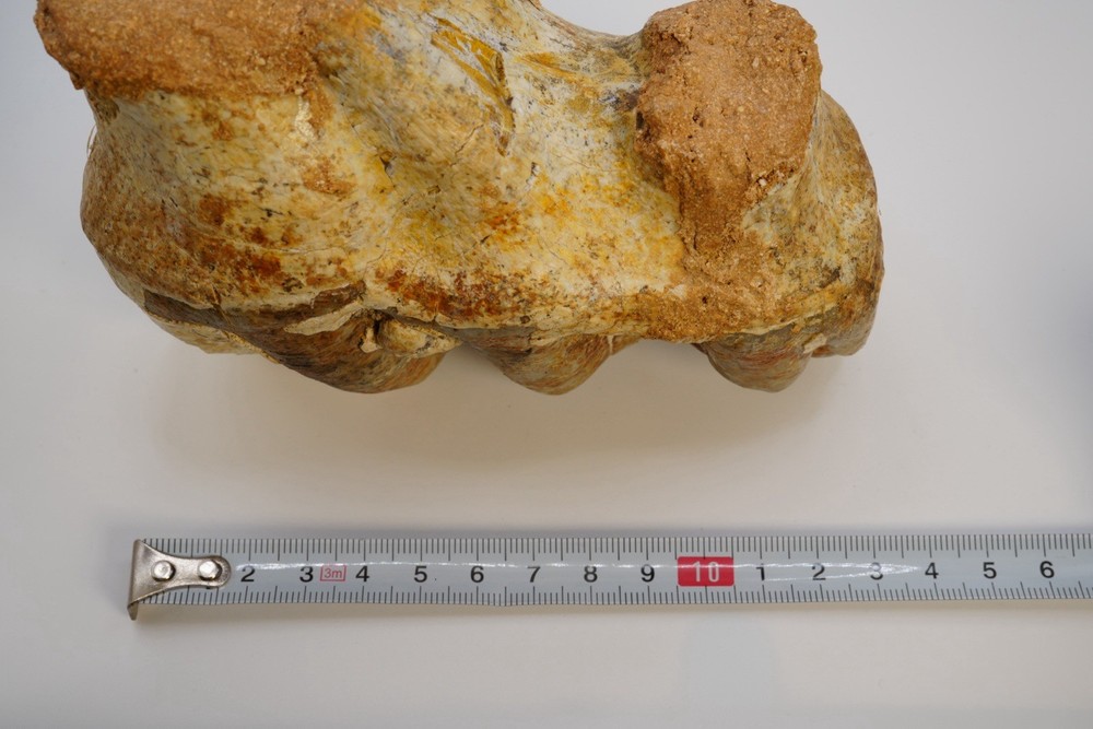 Platybelodon tooth