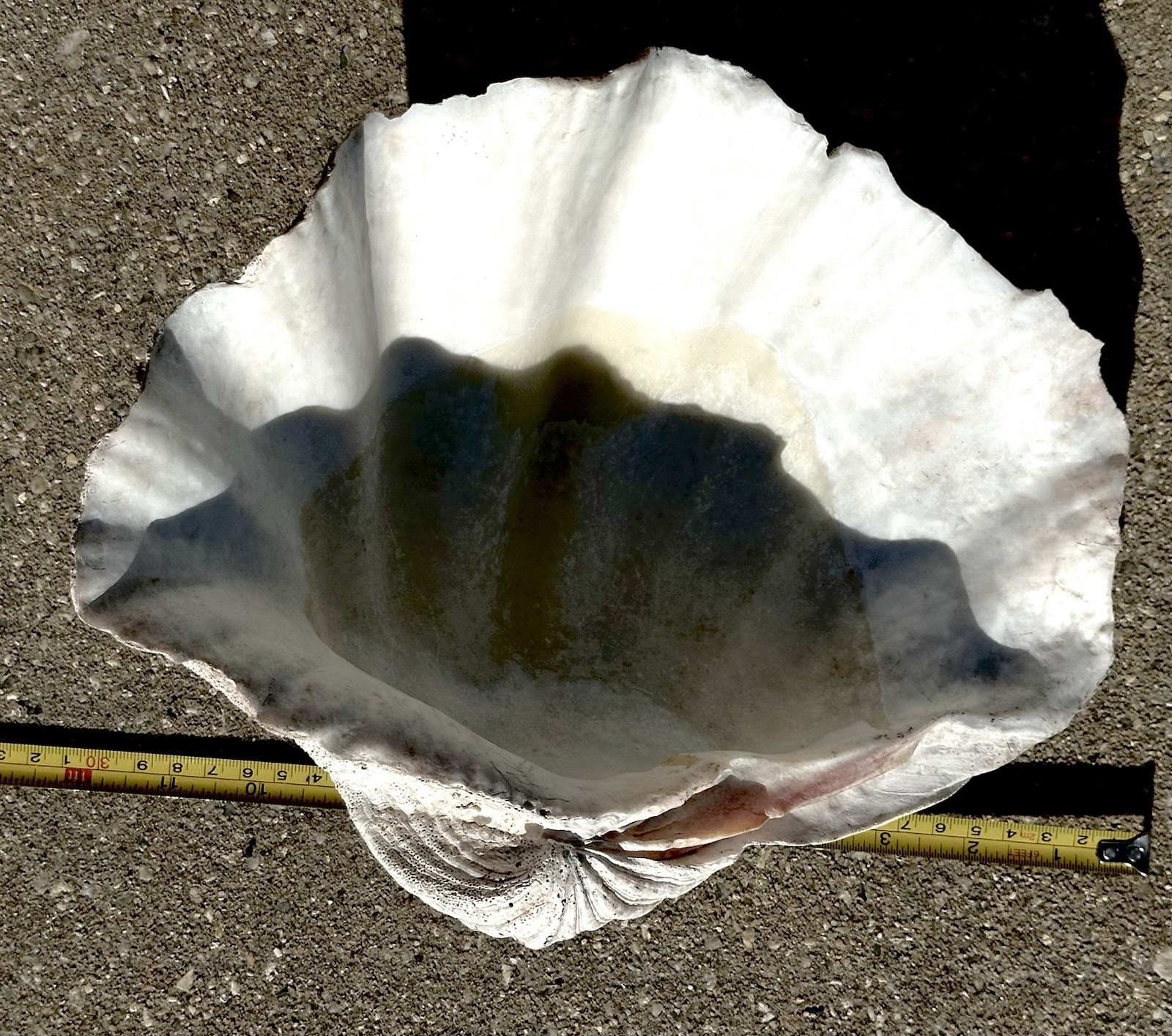 Giant Natural Clam Half Shell Tridacna Gigas 12” x 9” x 4.5”