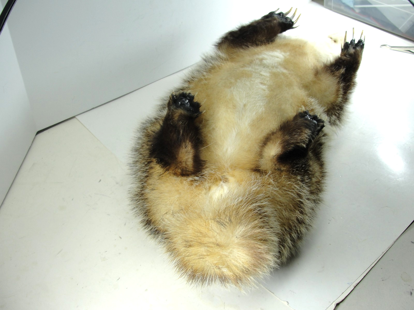 BADGER TAXIDERMY FULL BODY MOUNT BEAUTIFUL IN EXCELLENT CONDITION