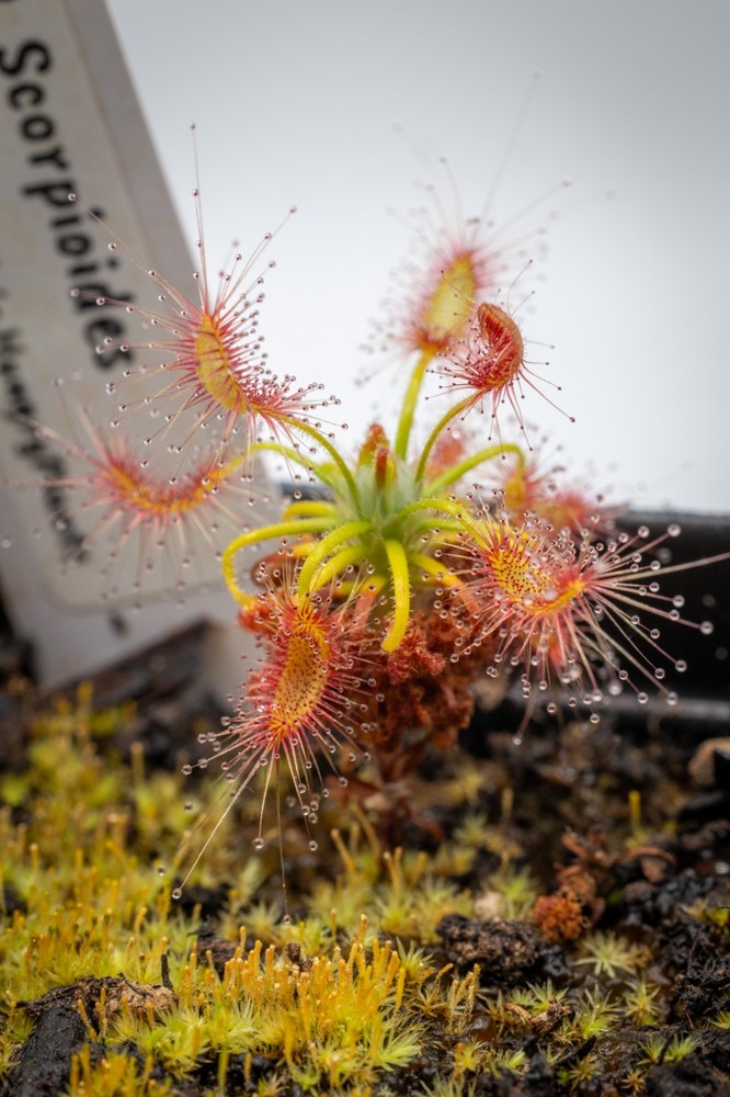 Drosera Scorpiode Gemmae