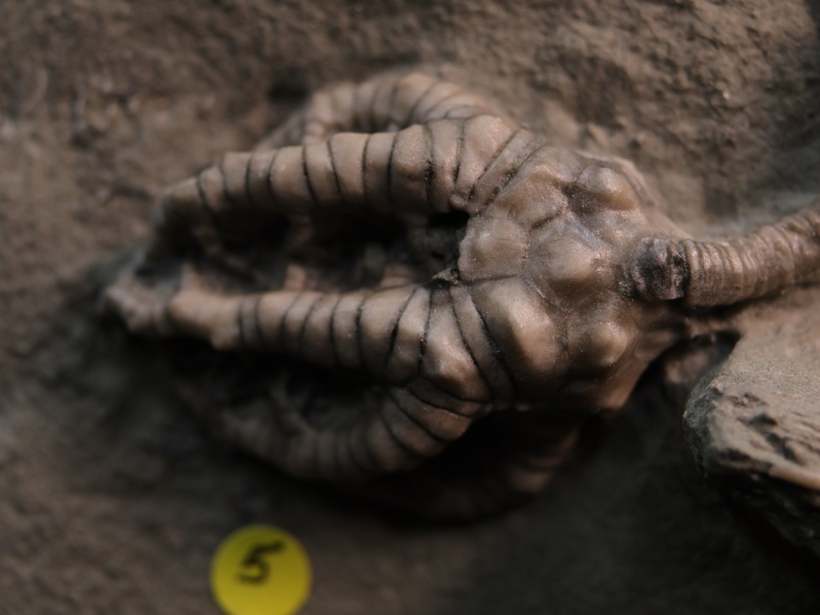 Meaty Plate of Fossil Crinoids, Crawfordsville, IN