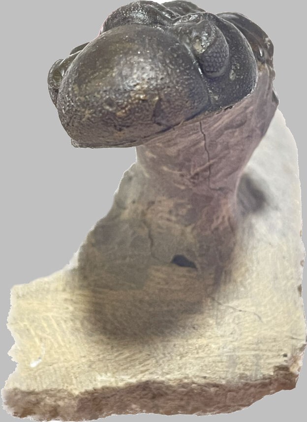 Flying Trilobite Phacops sp. from Morocco Devonian fossil