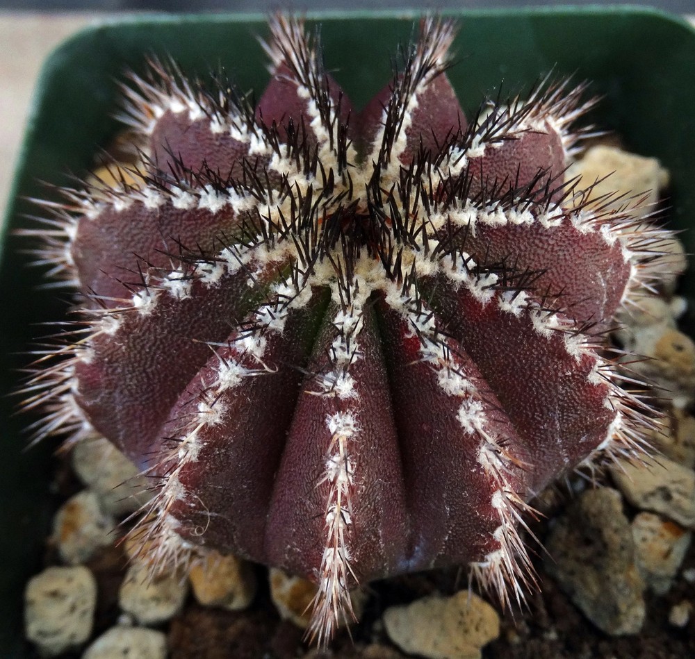 Uebelmannia pectinifera