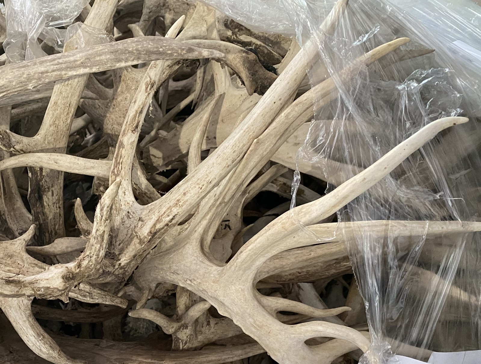 Bulk Deer Antlers Whole Racks – Grade B/C - For Crafts or Dogs