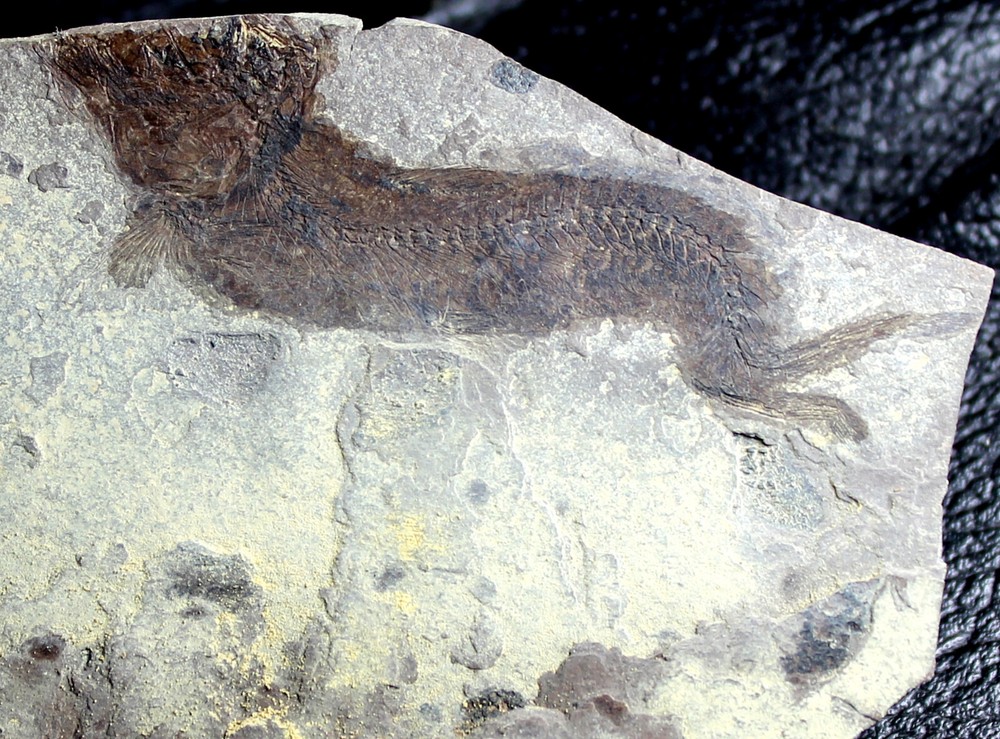 Clupea sp - Oligocene fossil fish