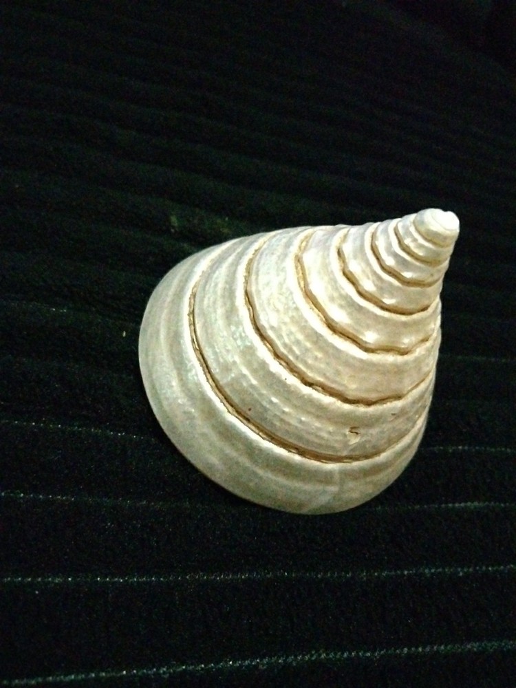 Pearl Trochus Shell 2"