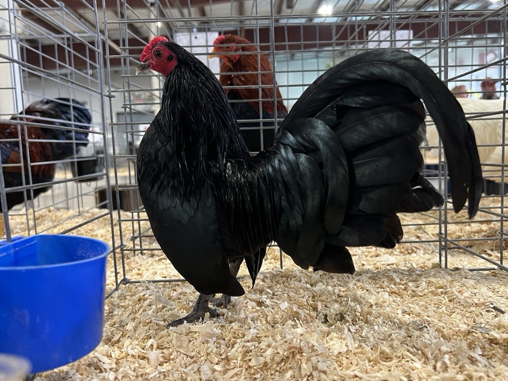 Black OEGB Hatching Eggs 10