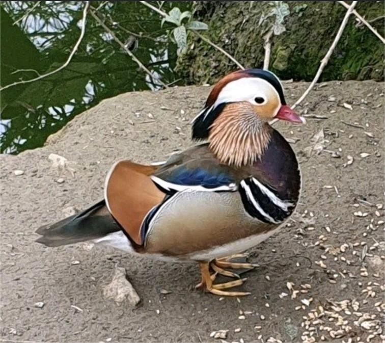 12 Regular SPLIT TO WHITE SINGLES Exotic Mandarin Duck Hatching Eggs SHIPS NOW!!