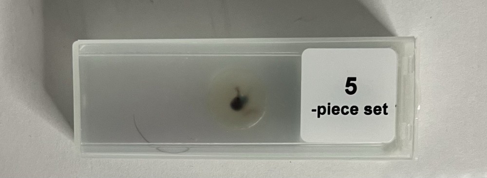 Prepared Microscope (5) Slides (Microscope Use and Function) - NEW