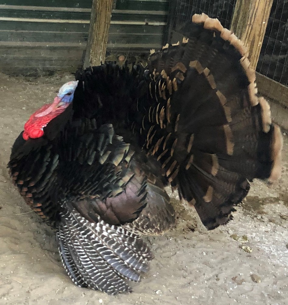 Osceola Turkey Hatching Eggs (One Dozen)