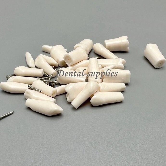 Dental Study Teeth Models Technician Practice Preparation Removable Tooth Nissin
