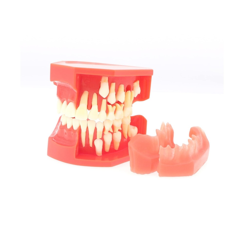 Teeth Typodonts Dental Model #7013 - Teeth Eruption Development Model Alterna...