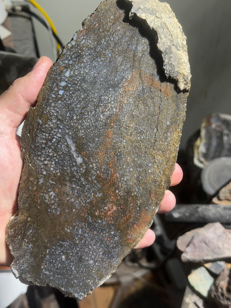 Dinosaur bone rough **hxtled large slab.