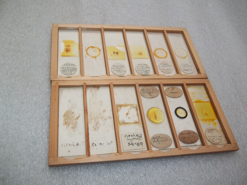 Antique Glass Microscope Slides