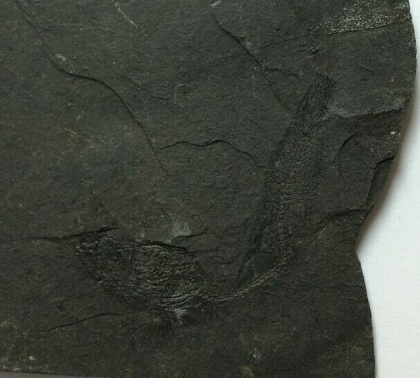 FOSSIL FISH CLUPEA