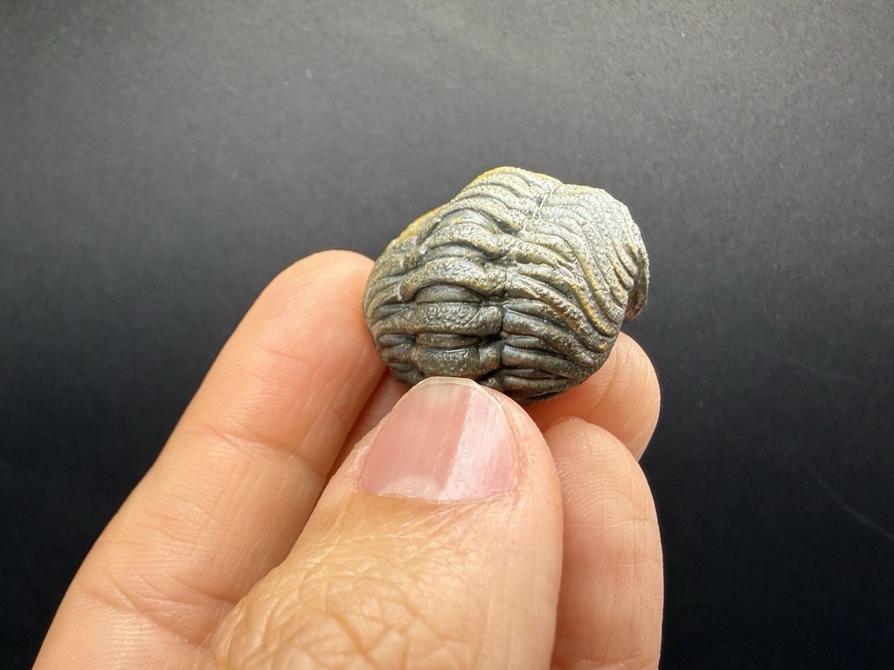 Enrolled Moroccops Trilobite