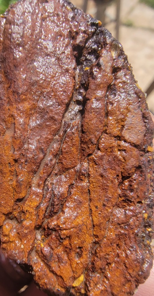 3.06lbs Small Medium agotized Dino Bone Reds