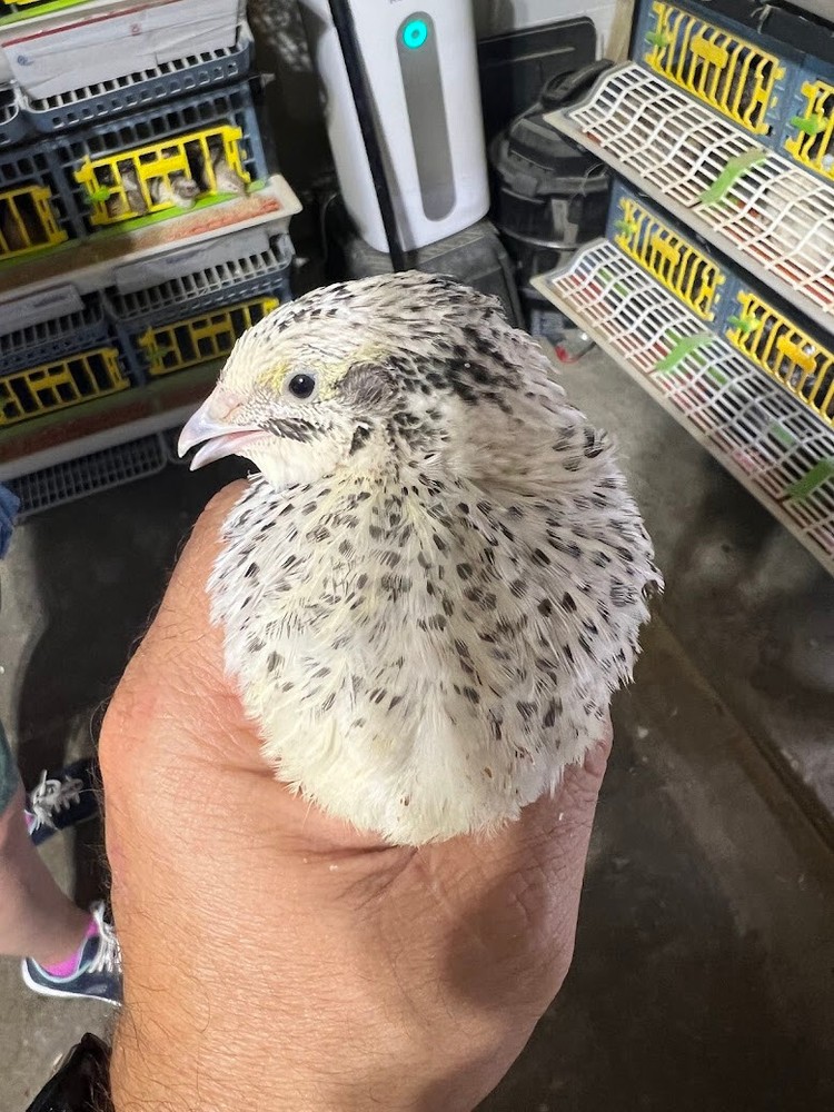 Pearl – Coturnix Quail Hatching Eggs