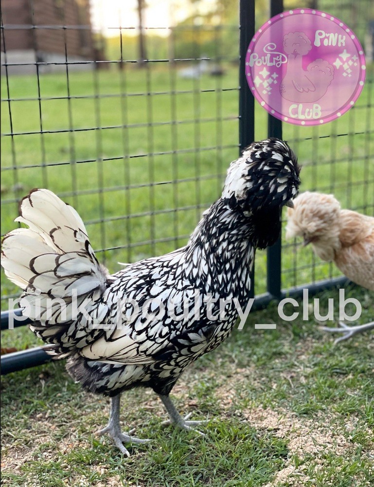 6 High Quality Silver Laced Buff Laced Polish fertile Hatching Eggs