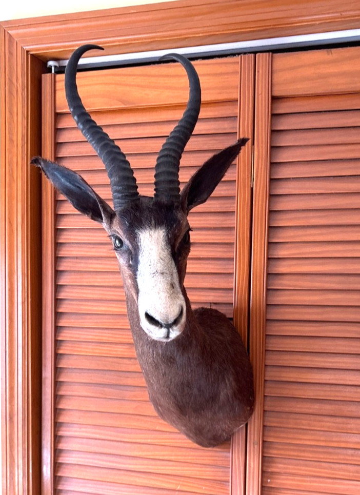 African Springbok Head Mount Taxidermy