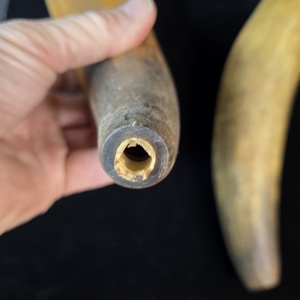 Antique Powder Horns