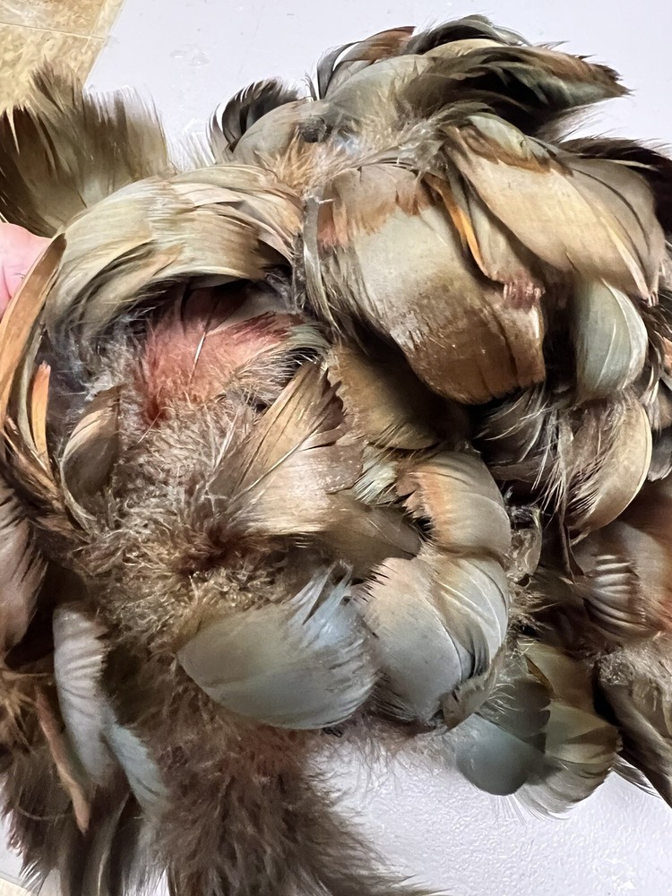 feathers for cowboy hats