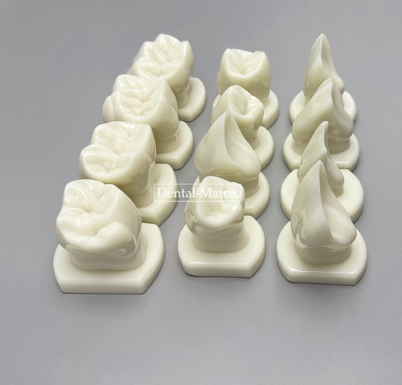 Dental Teeth Form Models OrthodonticTypodont Model Lab Tooth Study Teaching Demo