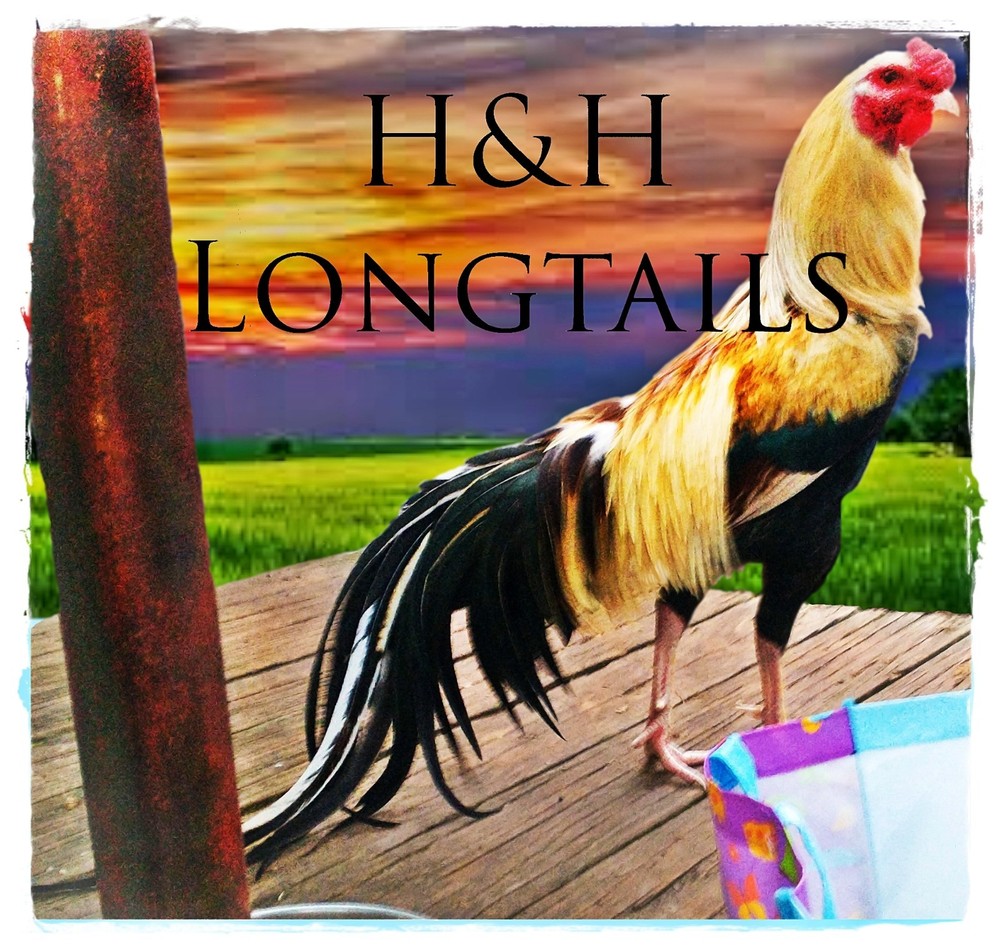 6 ASSORTED longtail Chicken hatching eggs L@@K!